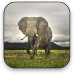 elephant video wallpaper android application logo